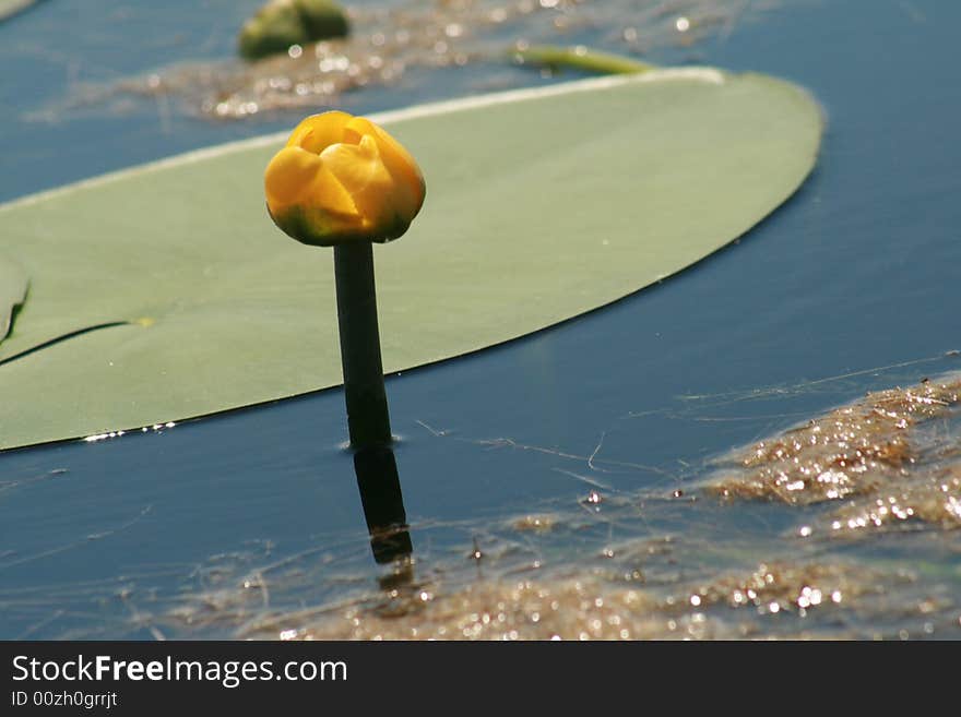 A nice and little water lily