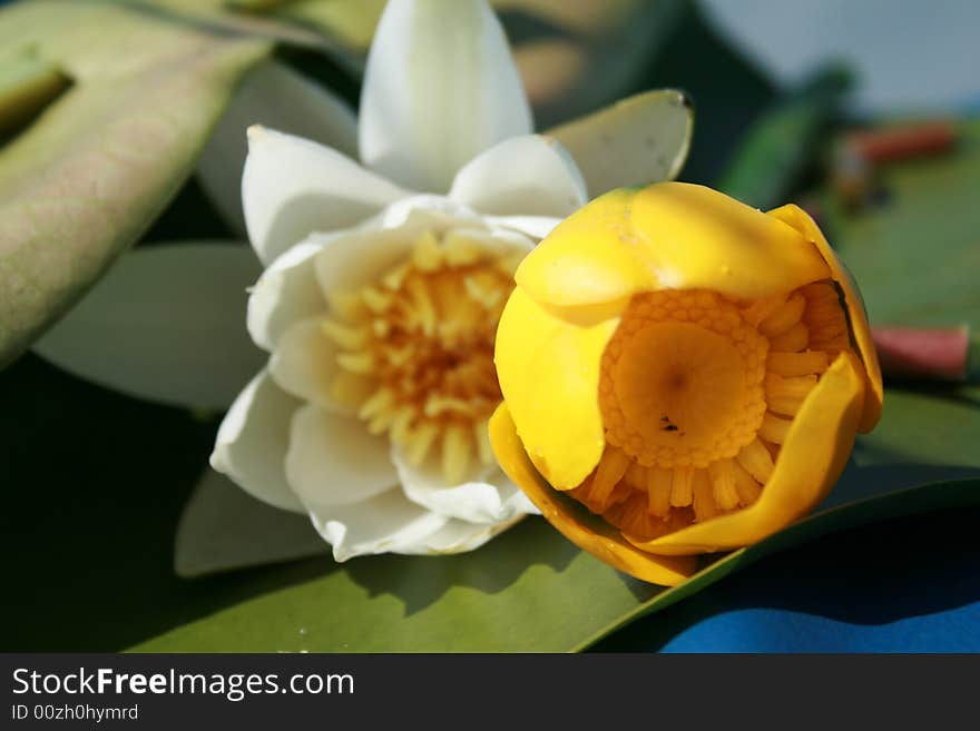 Two nice and little water lilies. Two nice and little water lilies