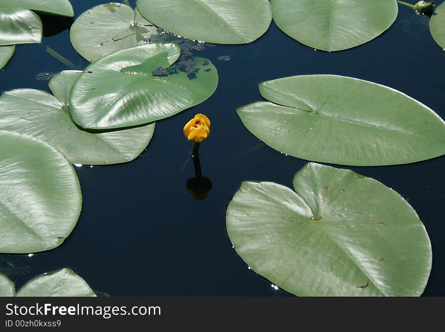 A nice and little water lily