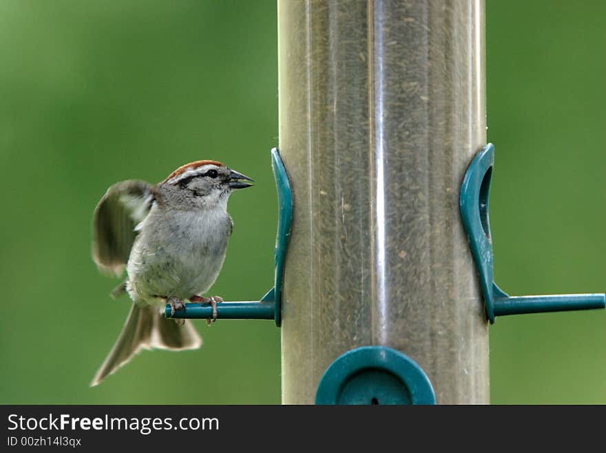 A small sparrow pulls back its wings.