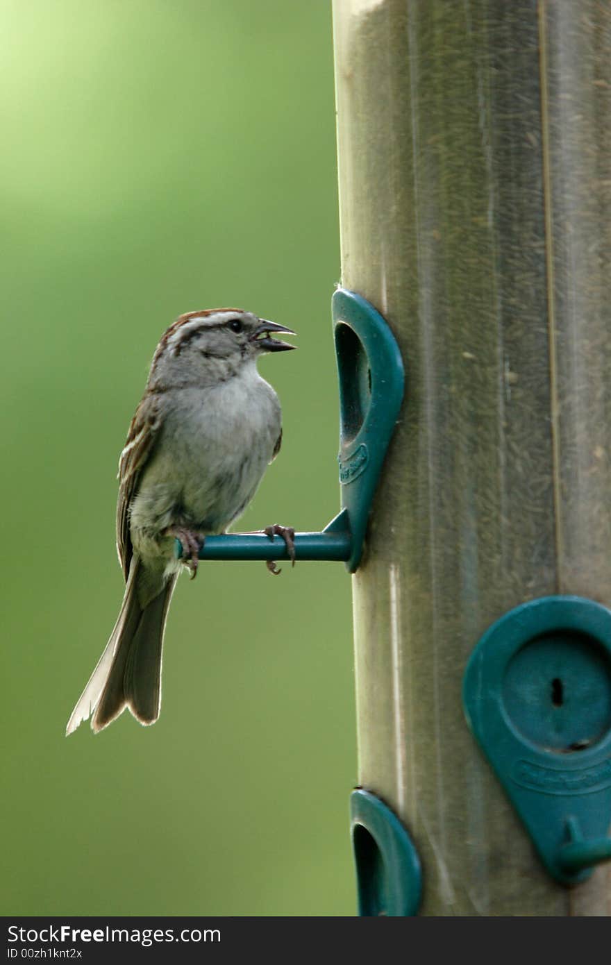 A small sparrow with a seed in its beak.