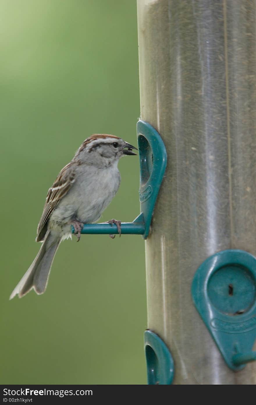 A small chipping sparrow is perched on a feeder eating a seed. A small chipping sparrow is perched on a feeder eating a seed.