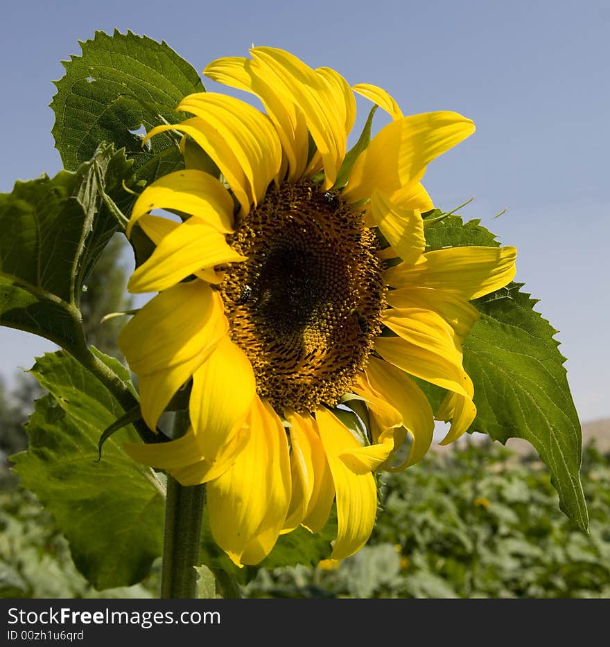 A shot of a sunflower in its natural field