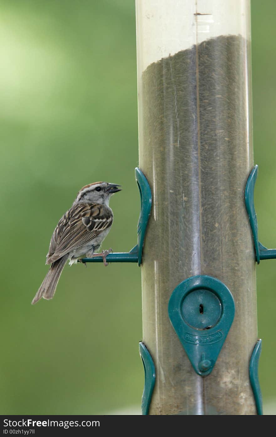 A cute sparrow looks with a seed.