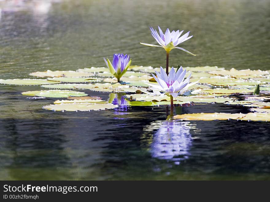 Water lily shot at water garden