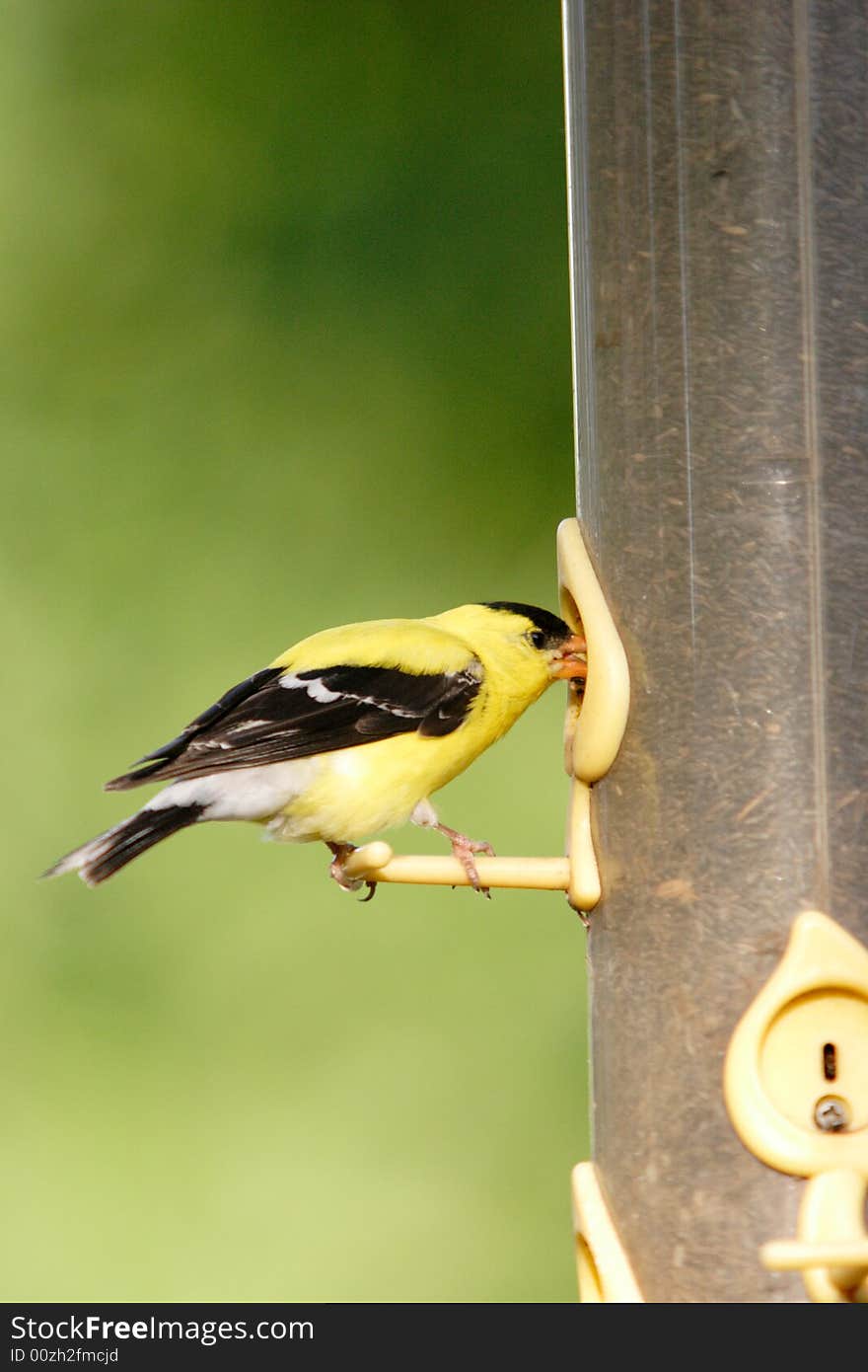 American goldfinch on a feeder.