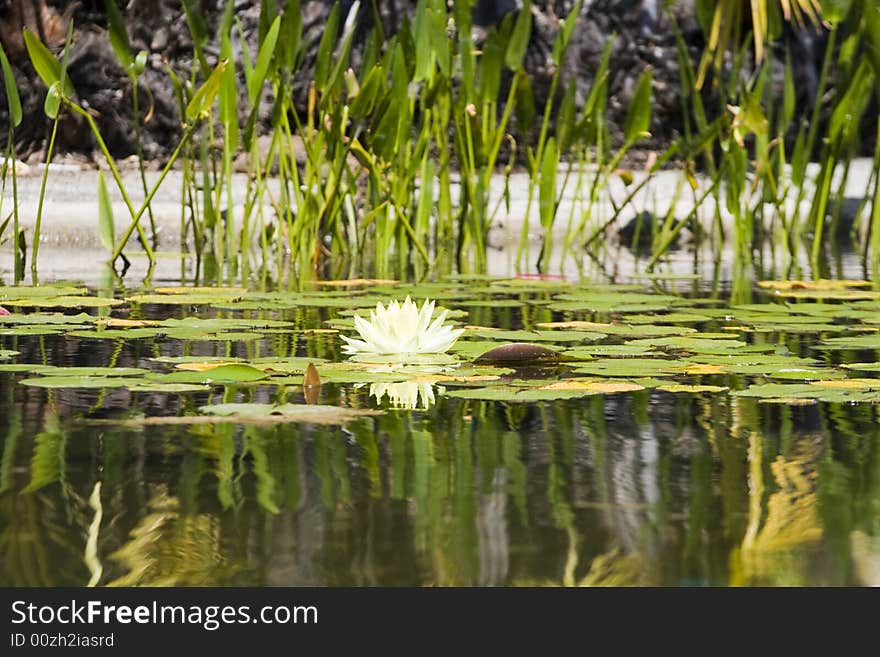 Water lily shot at water garden