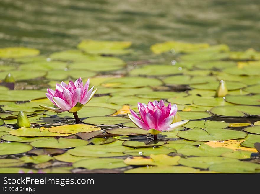 Water lily shot at water garden