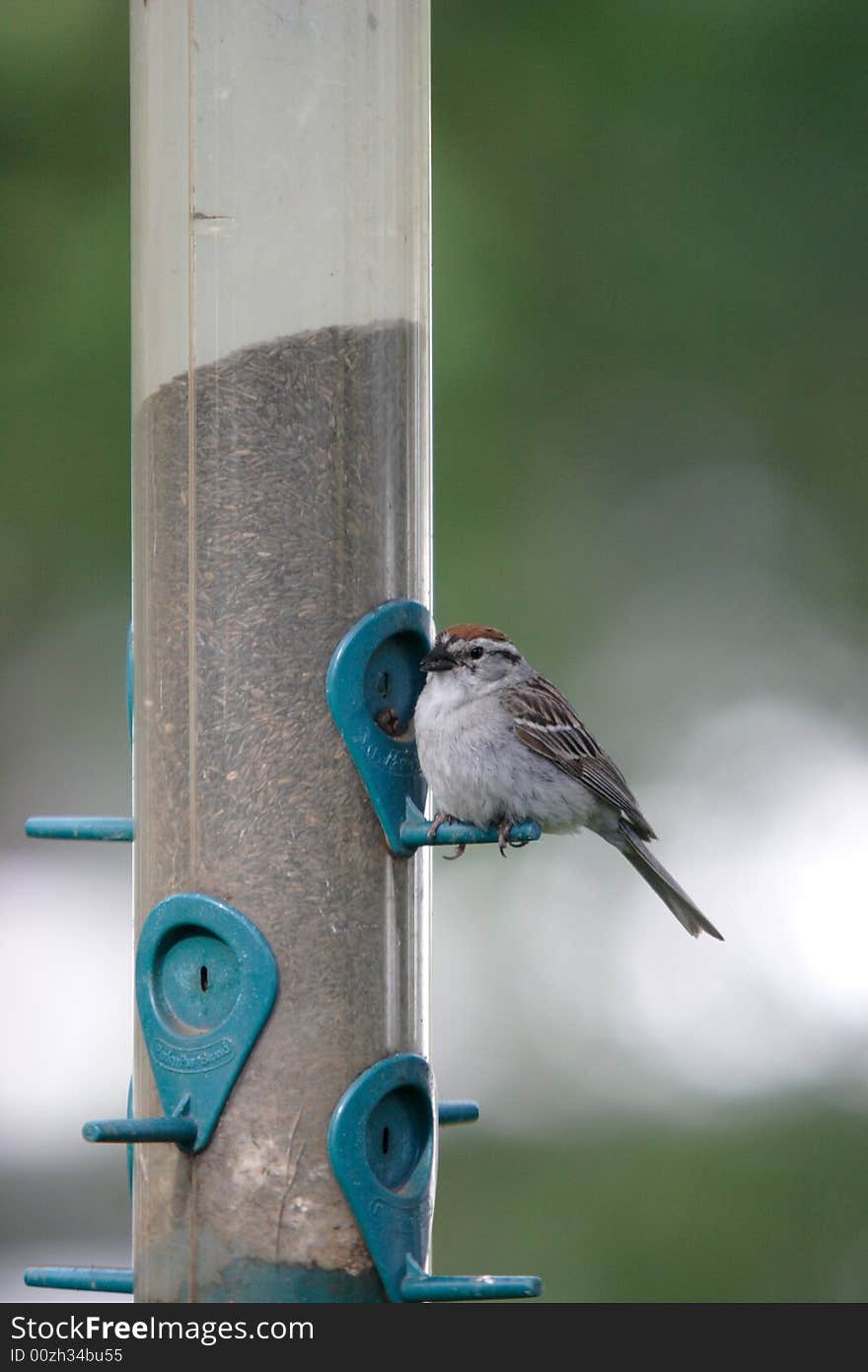 A Small Sparrow By The Feeder.