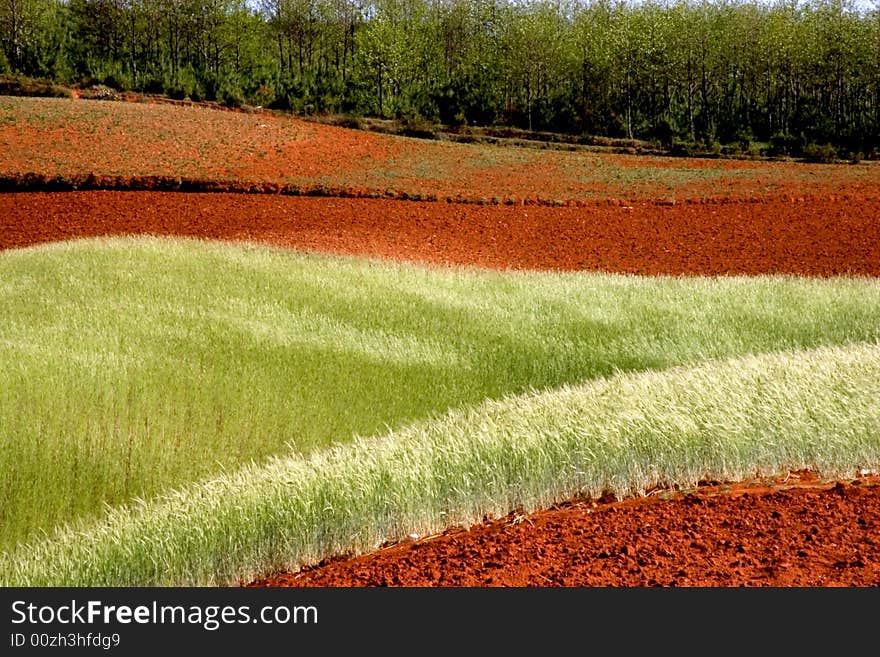 Wheat Field on Red Land