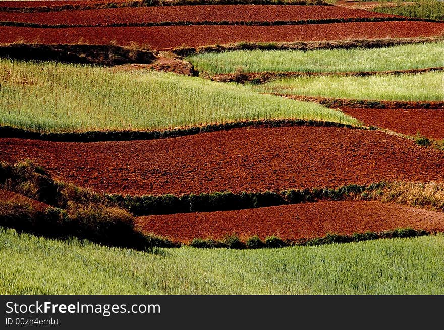 Wheat Field on Red Land