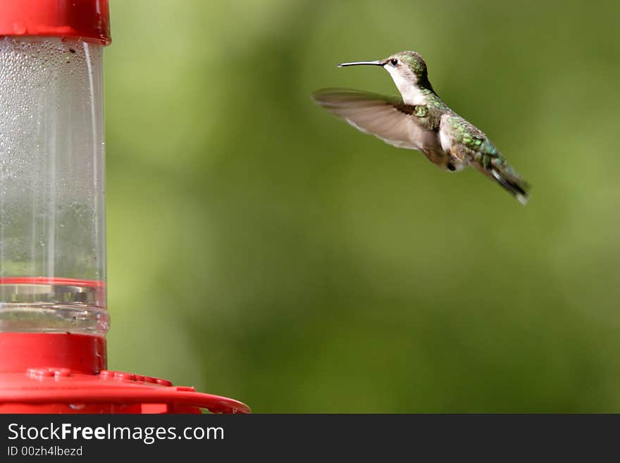 A hummingbird hovers to the feeding.