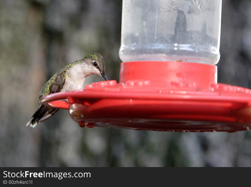 A hummingbird sits on a feeder.