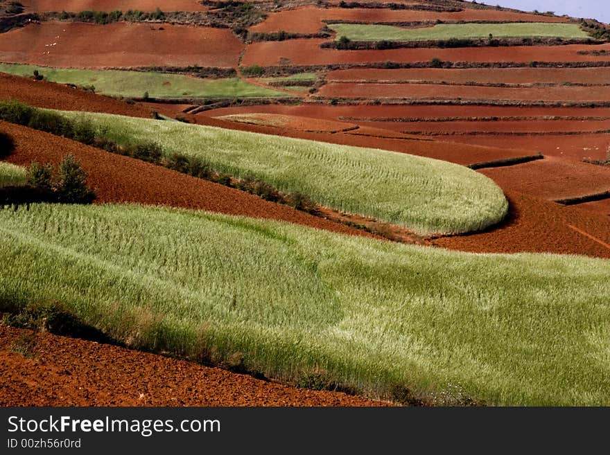 Red Land and Wheat Field