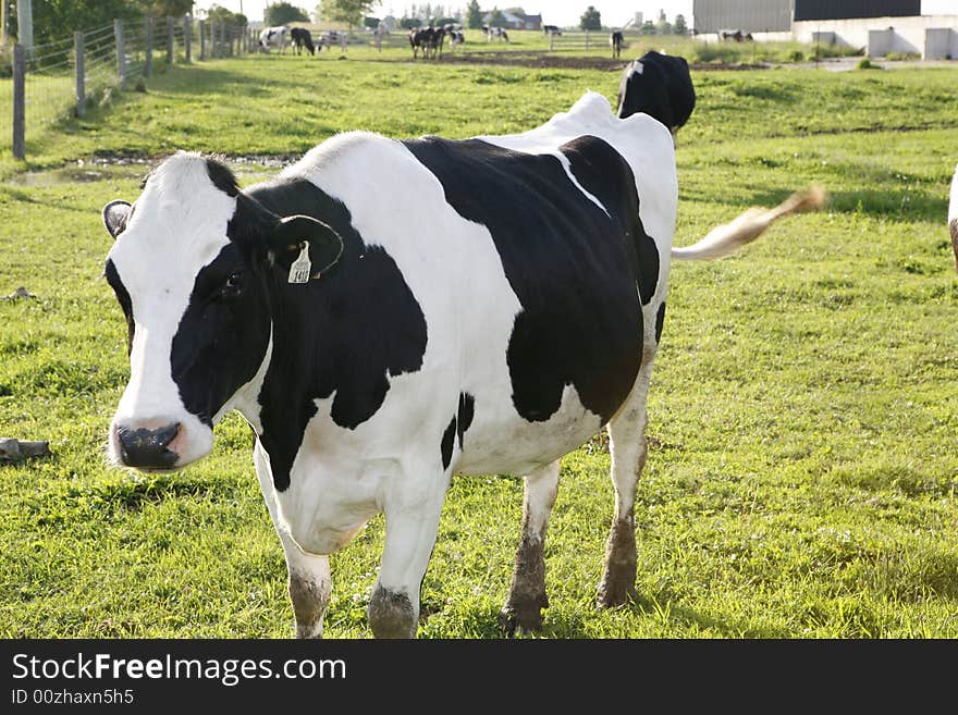 Cow