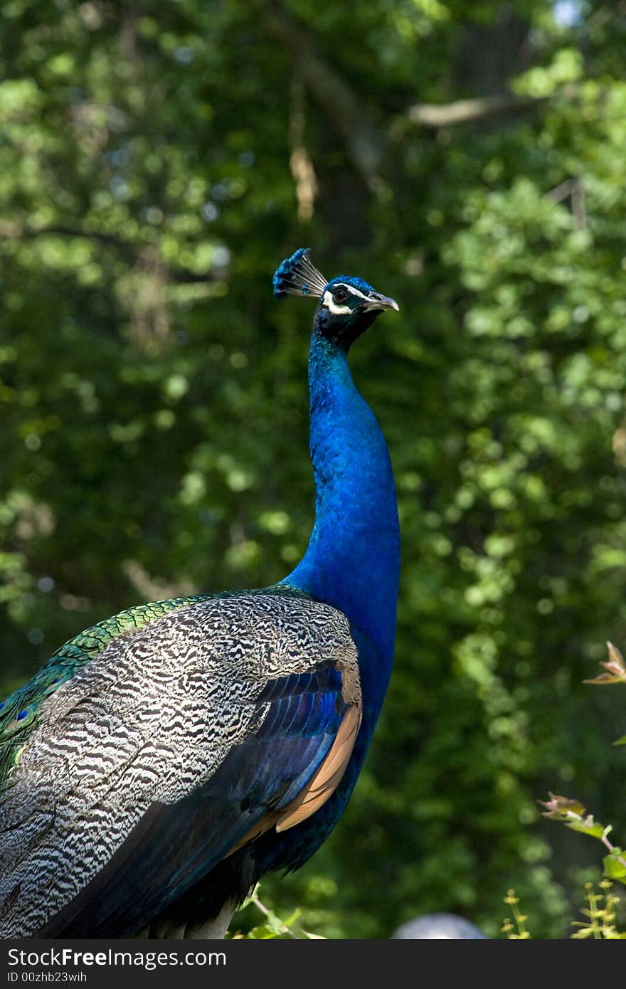 Peacock