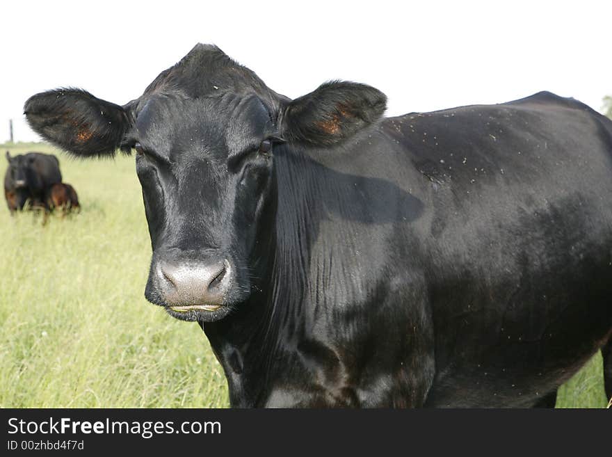 Cow