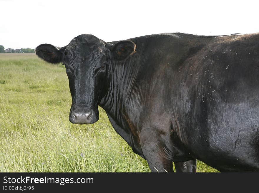 Cow