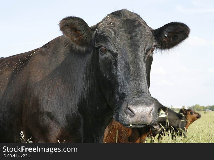 Cow