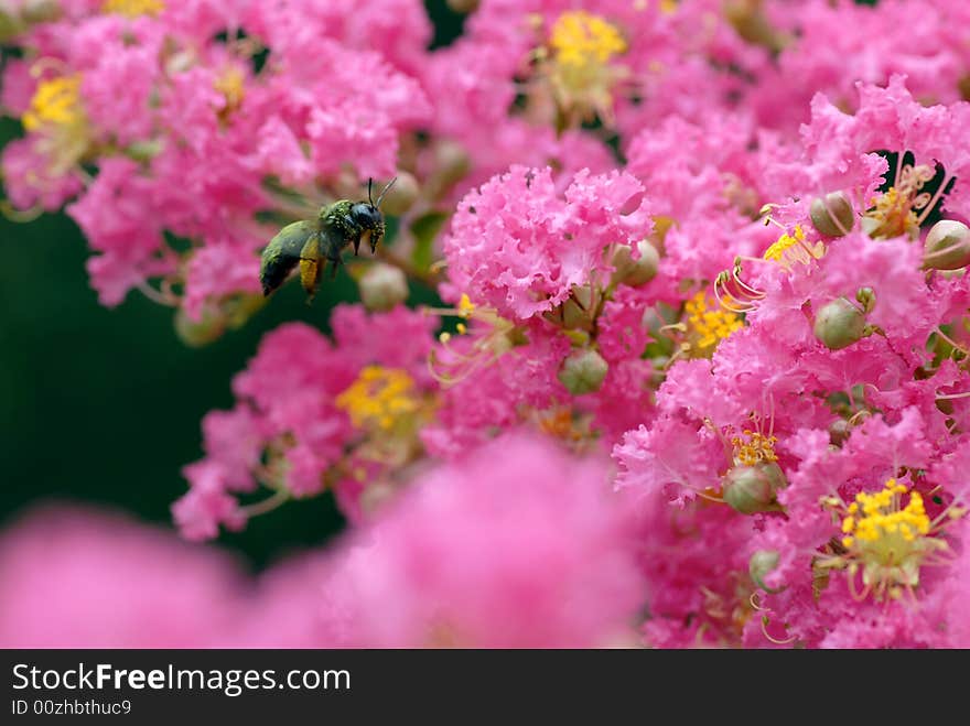 The bee works diligently in the colored sea. The bee works diligently in the colored sea