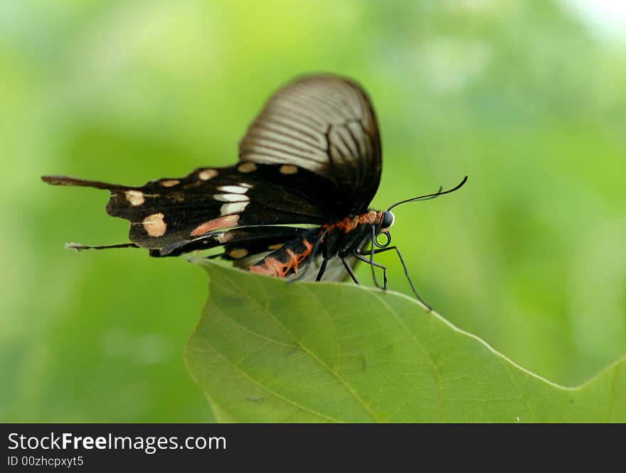 Red belly s butterfly