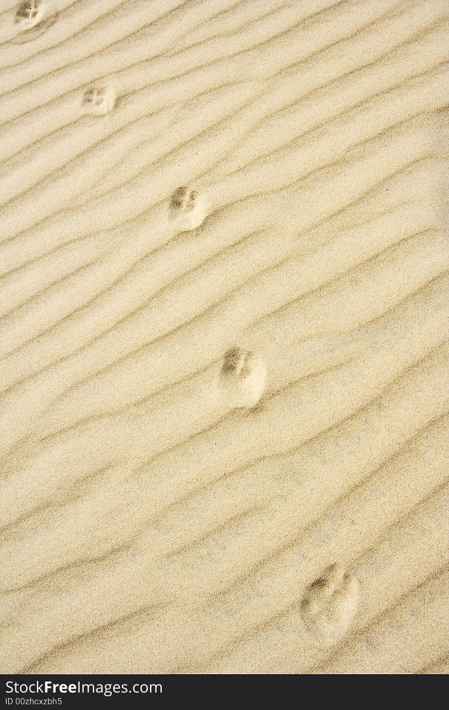 The animal footprint in sand