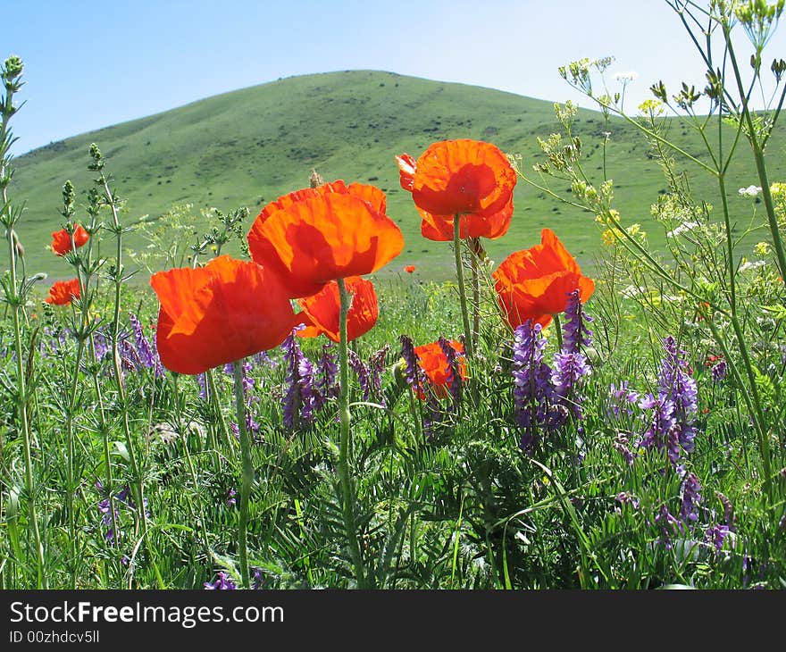 Poppies on hill and  blue sky background