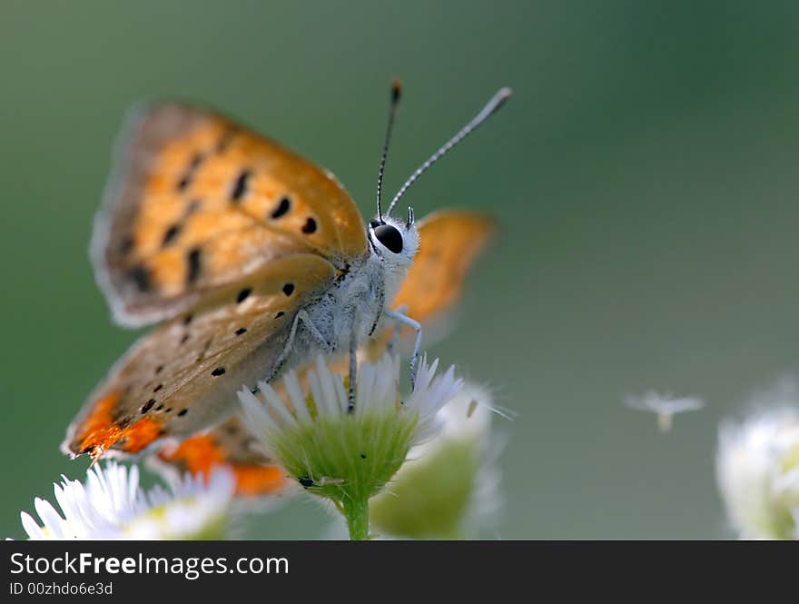 Red wing's butterfly, looks at the breeze blow dandelion.