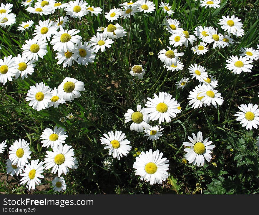 White buttercup flowers on  blue sky background. White buttercup flowers on  blue sky background