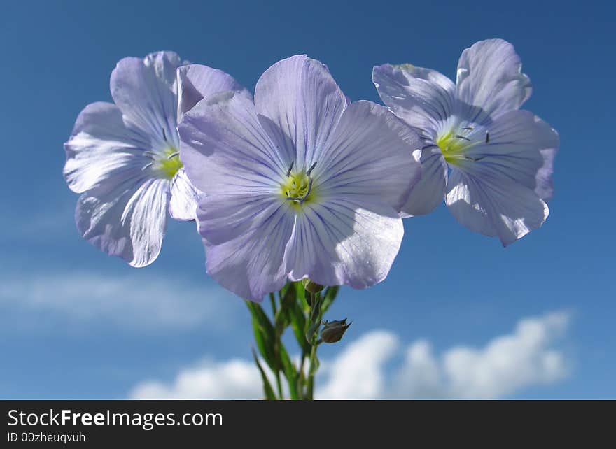 Blue flower on  blue sky background