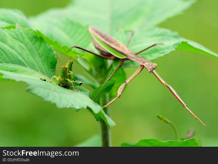 The Praying Mantis Is Safeguarding His Food