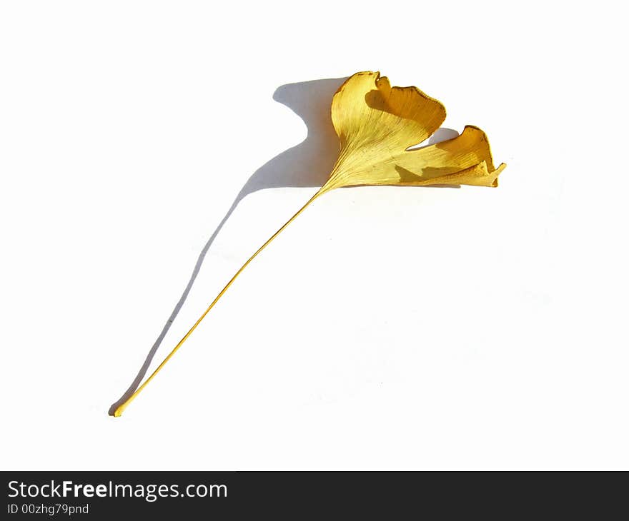 Leaf of ginkgo and its shadow with white background. Leaf of ginkgo and its shadow with white background