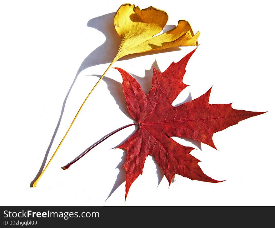 Leafs and shadows with white background. Leafs and shadows with white background