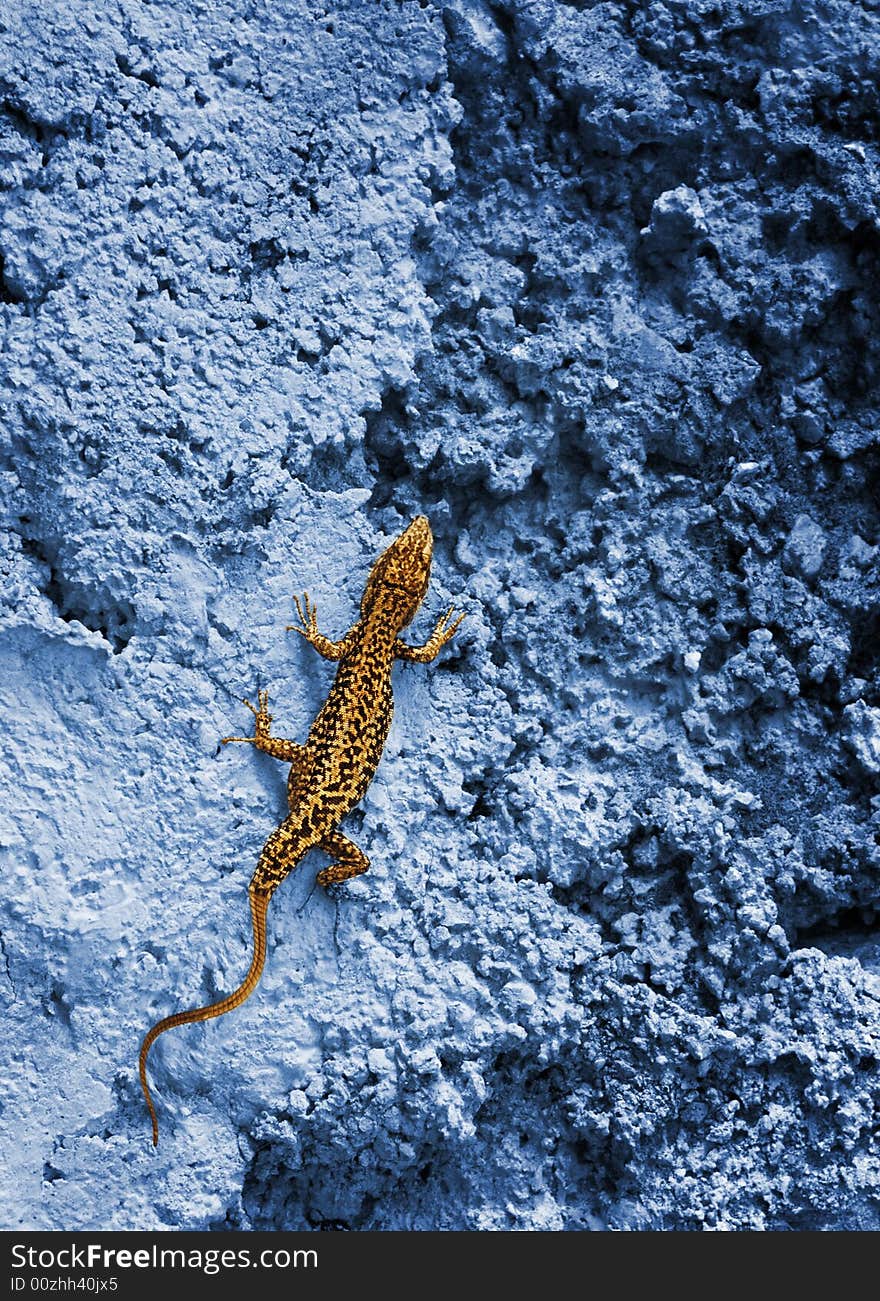 Small yellow lizard on a blue rock