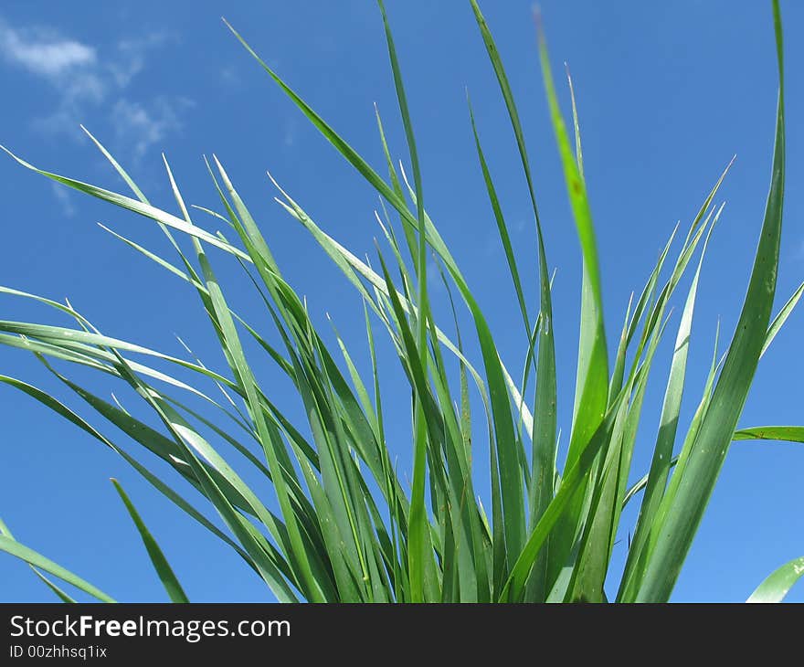 Green grass  on  blue sky background. Green grass  on  blue sky background