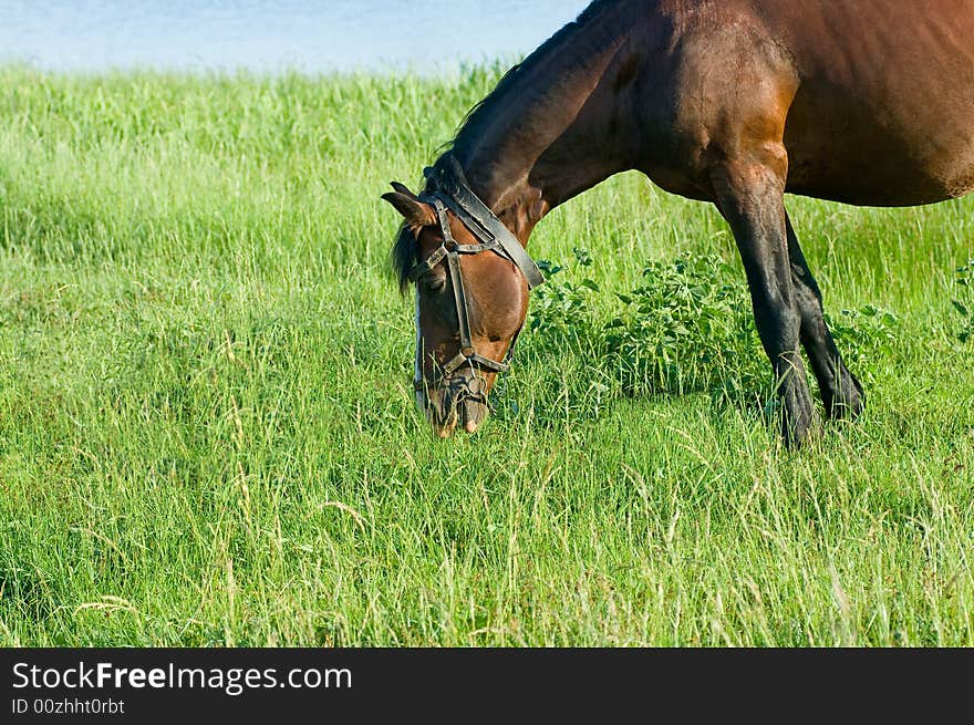 Brown horse on the pasture