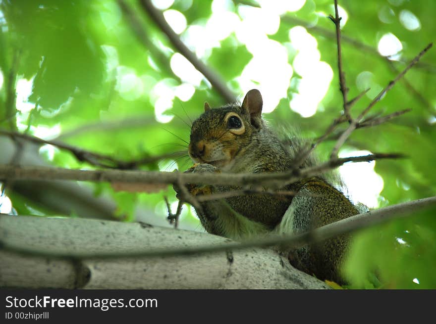 A young squirrel eating bread on a tree