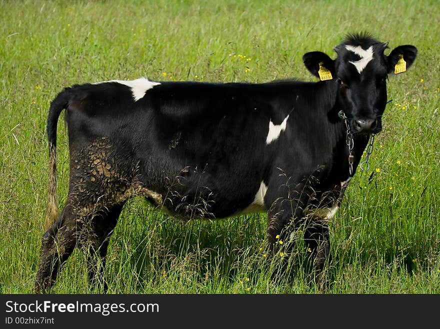 Cow in the field country