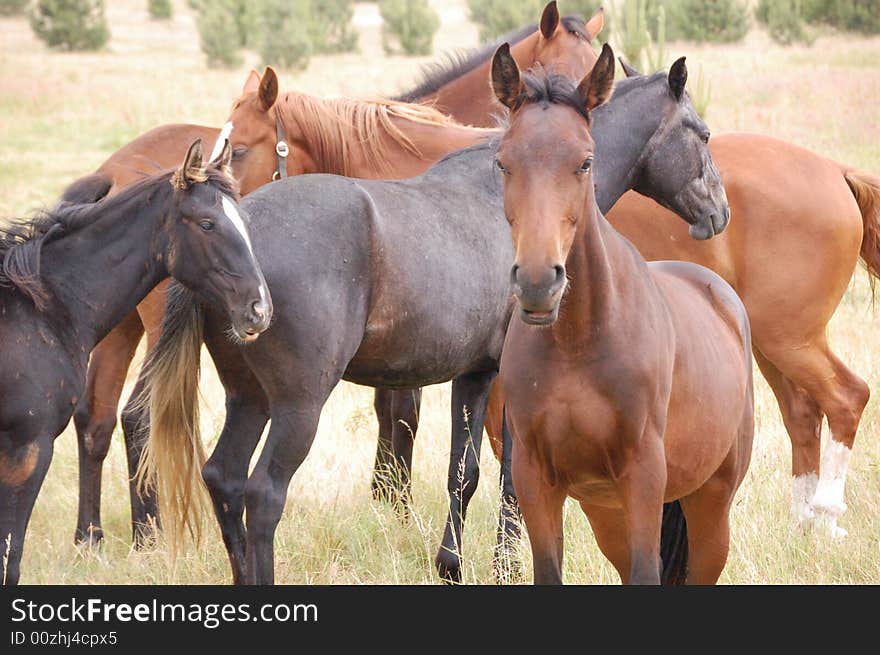 Herd of horses in meadow