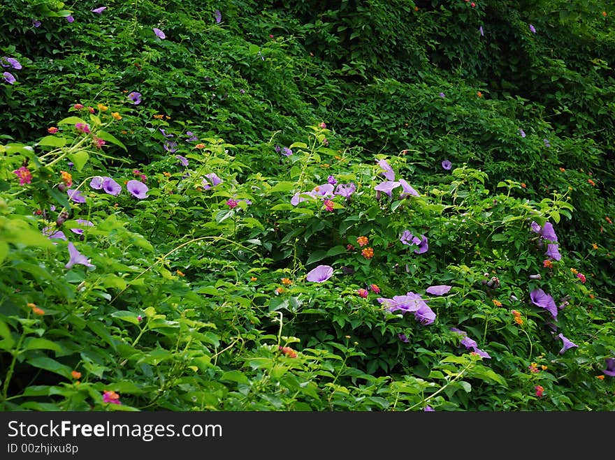 Flower and plants