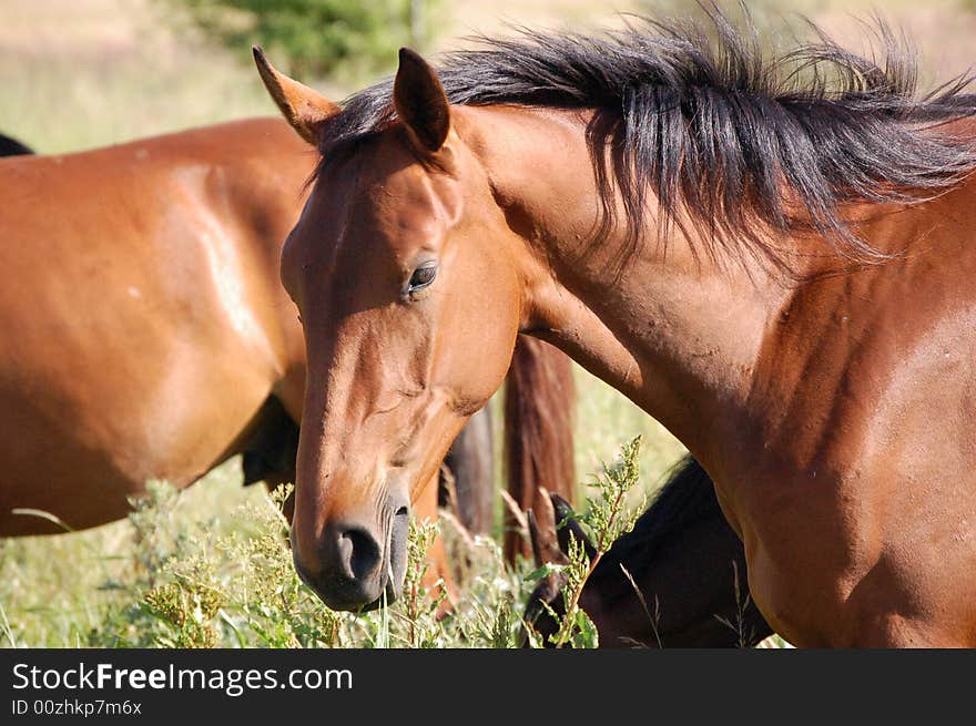 Herd of horses in meadow