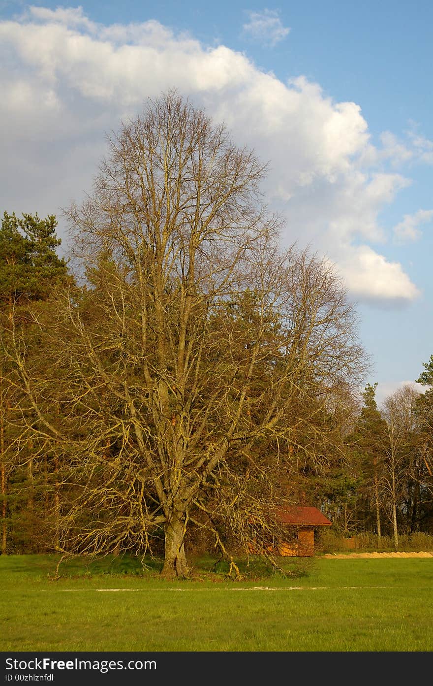 Lonely tree in the park during Spring time