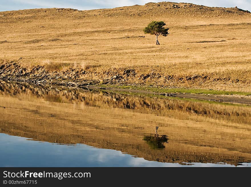 Pine, water, reflection