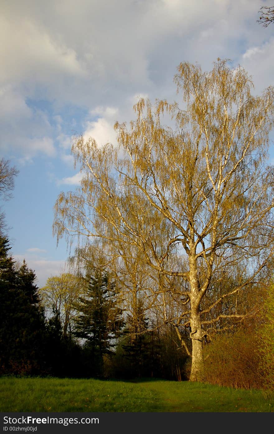 Lonely tree in the park during Spring time