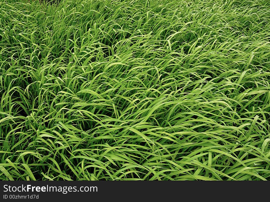 Green field