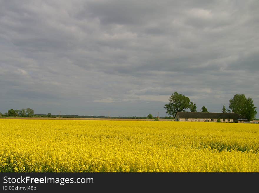 This is some field in Latvia where I was going and saw that beautifull yellow field and house in the middle of it. This is some field in Latvia where I was going and saw that beautifull yellow field and house in the middle of it