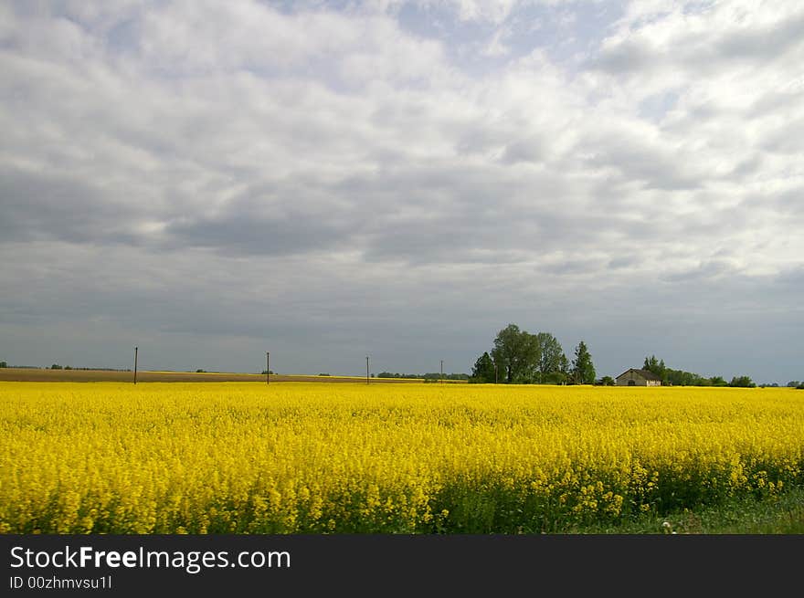 This is some field in Latvia where I was going and saw that beautifull yellow field. This is some field in Latvia where I was going and saw that beautifull yellow field