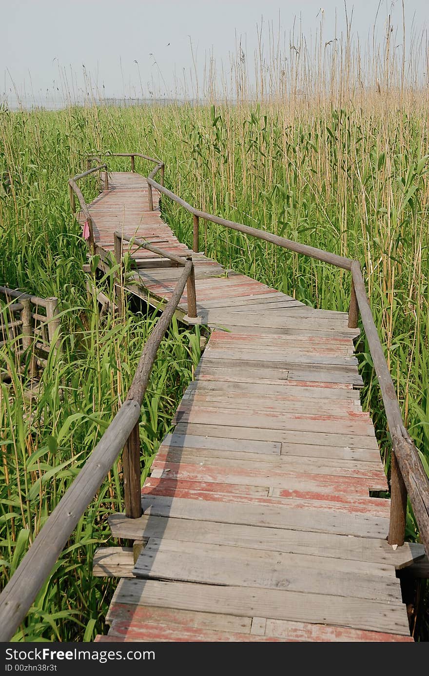 Wood Road In Bulrush Field