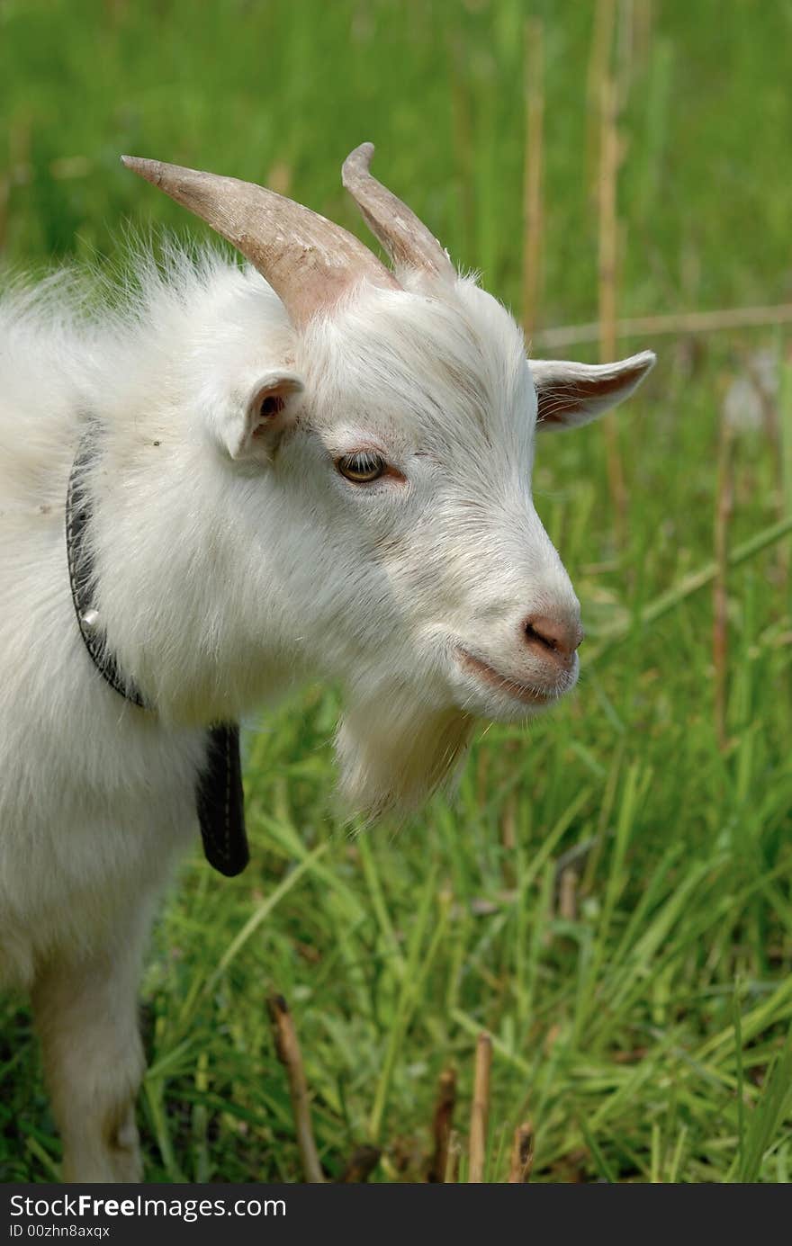 Goat portrait in the green feild