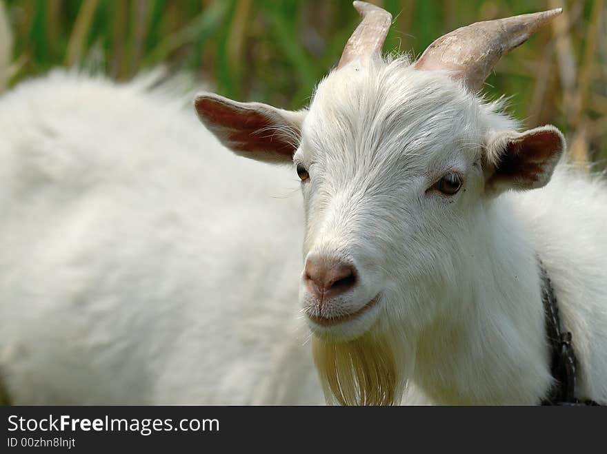 Goat portrait in the green feild